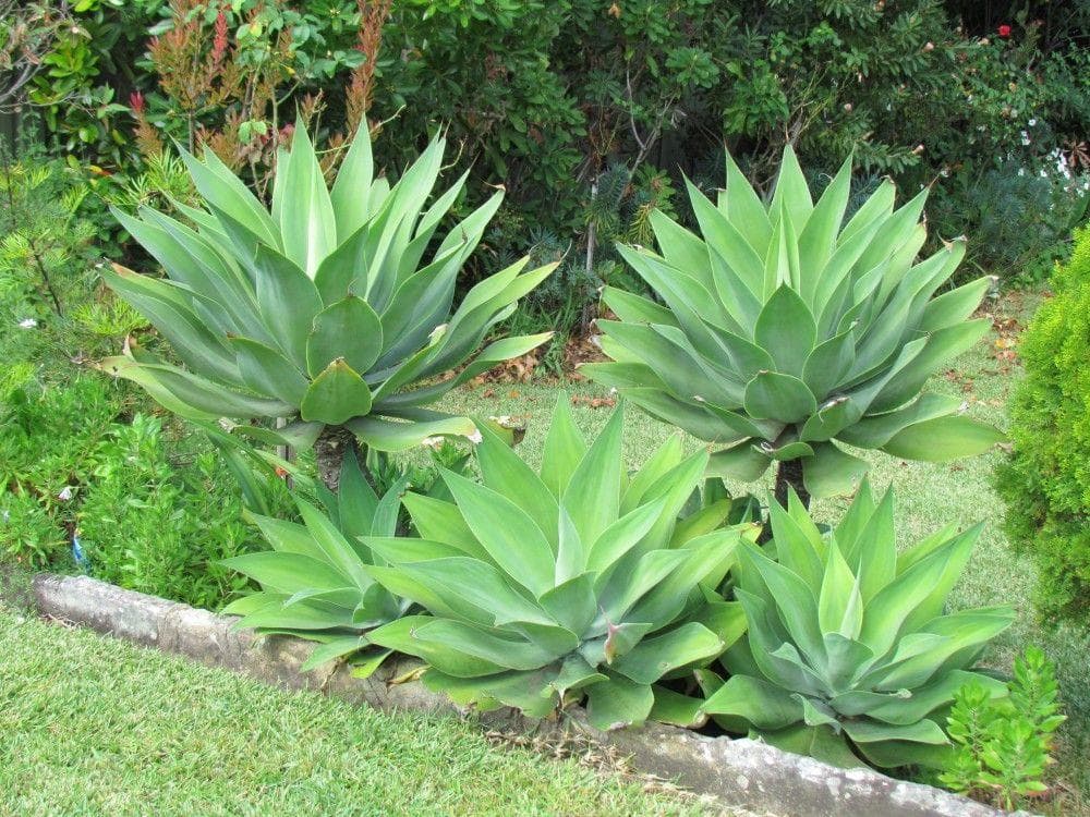 Foxtail Agave