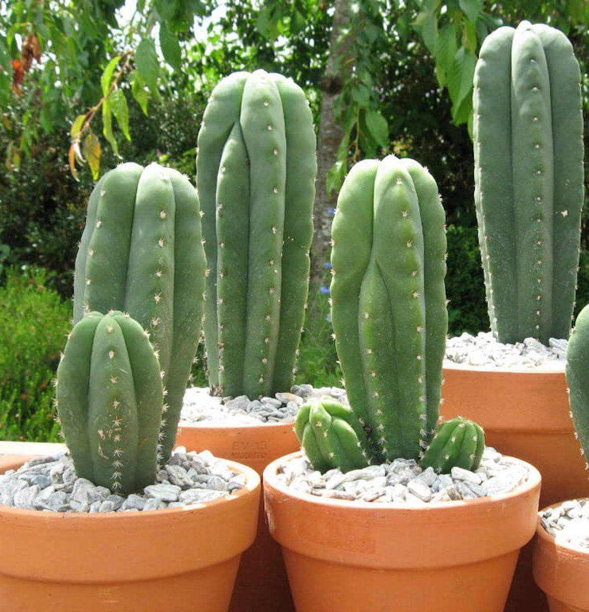 San Pedro Cactus