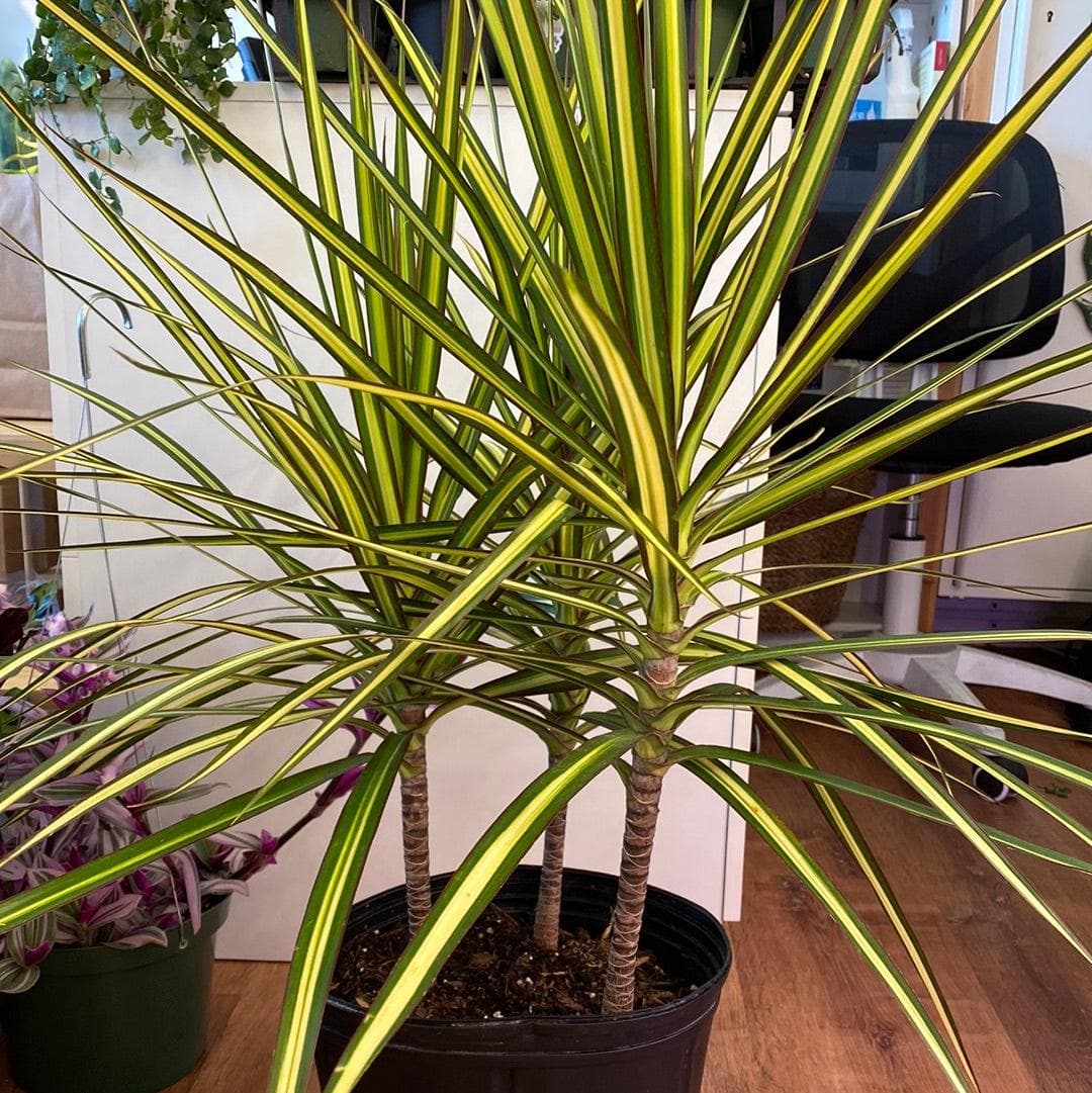 Dracaena Marginata