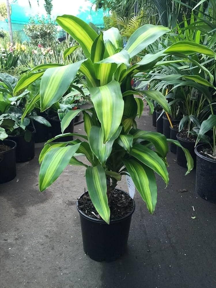 Corn Palm Dracaena