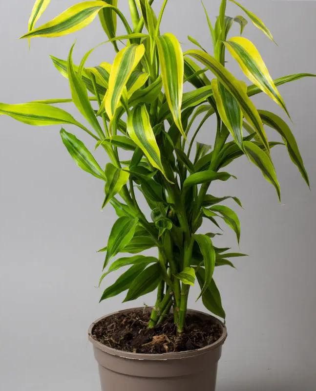 Variegated Dracaena