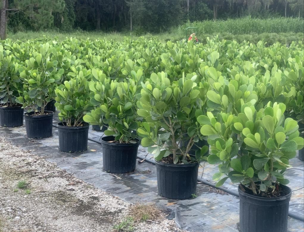 Dwarf Autograph Tree