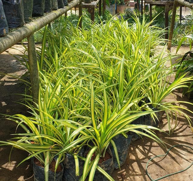 Pandanus