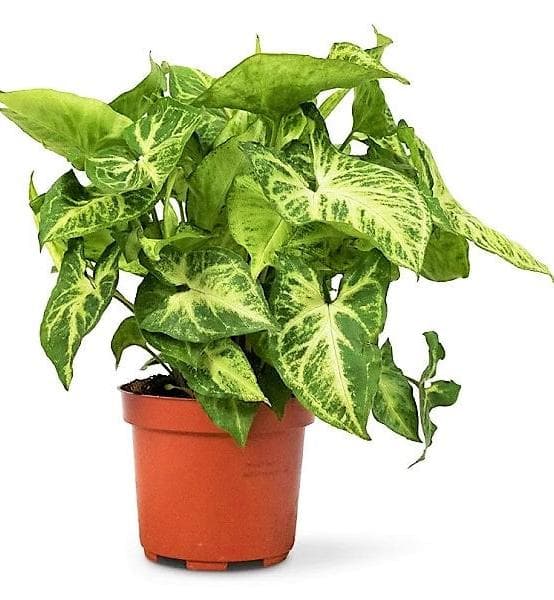 Philodendron Arrowhead