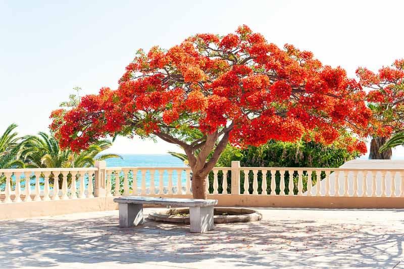 Flamboyant Tree