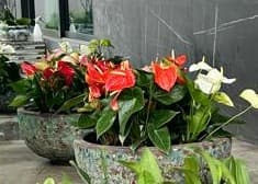 Anthurium
